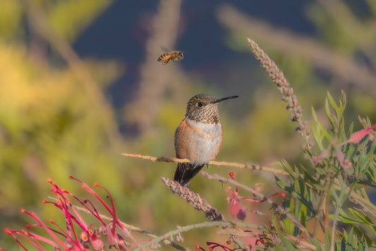 Two Pollinators 12 X 18 Metal Print