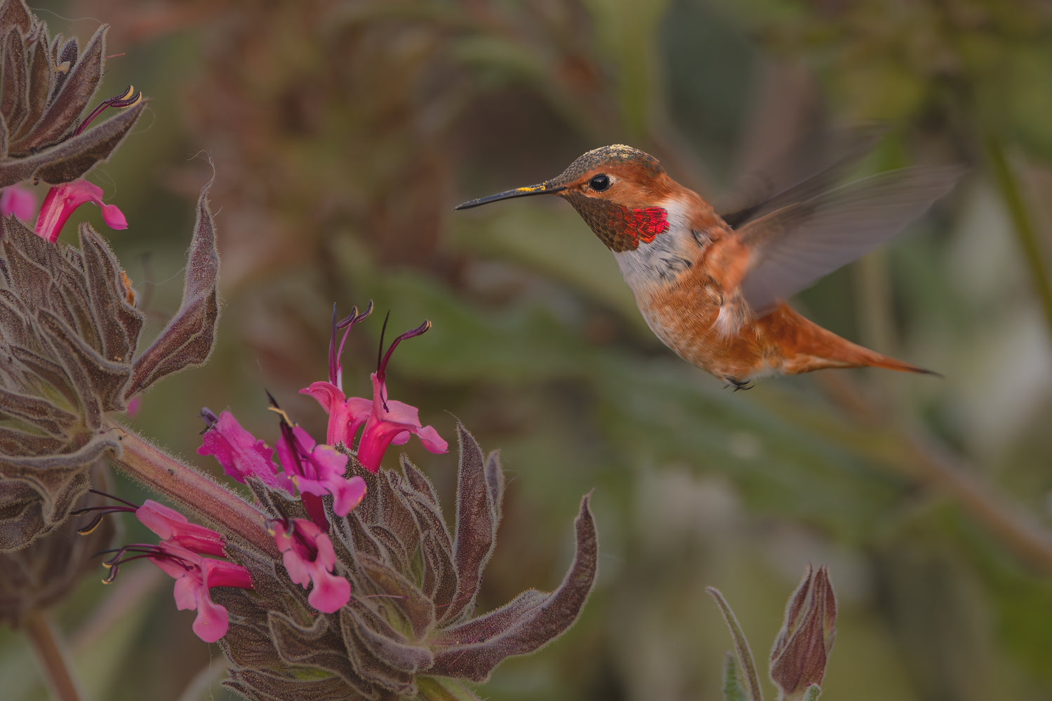 Rufous 12 X 18 Metal Print