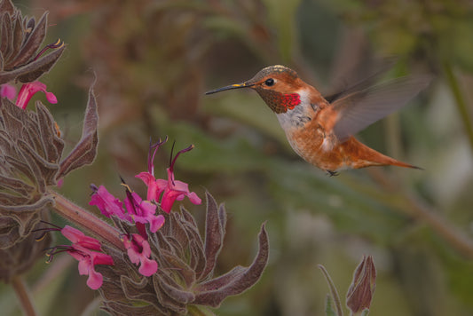 Rufous 12 X 18 Metal Print