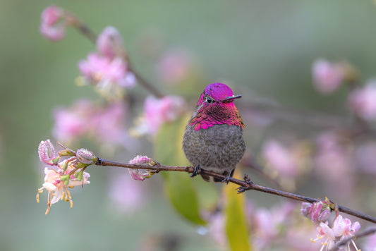 Dressed in Pink 16 X 24 Metal Print