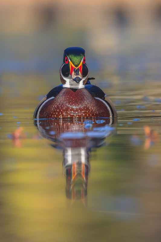 Swimming in Color 12 X 18 Metal Print