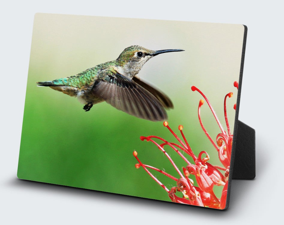 5X7 Desk Plq-Hummingbird FemFlight