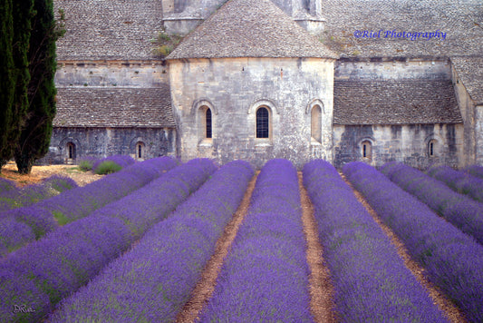 Abbey's Lavendar 24X36 Canvas