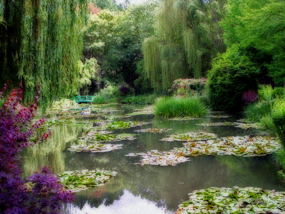 MonetLilyPond 12X16 Canv