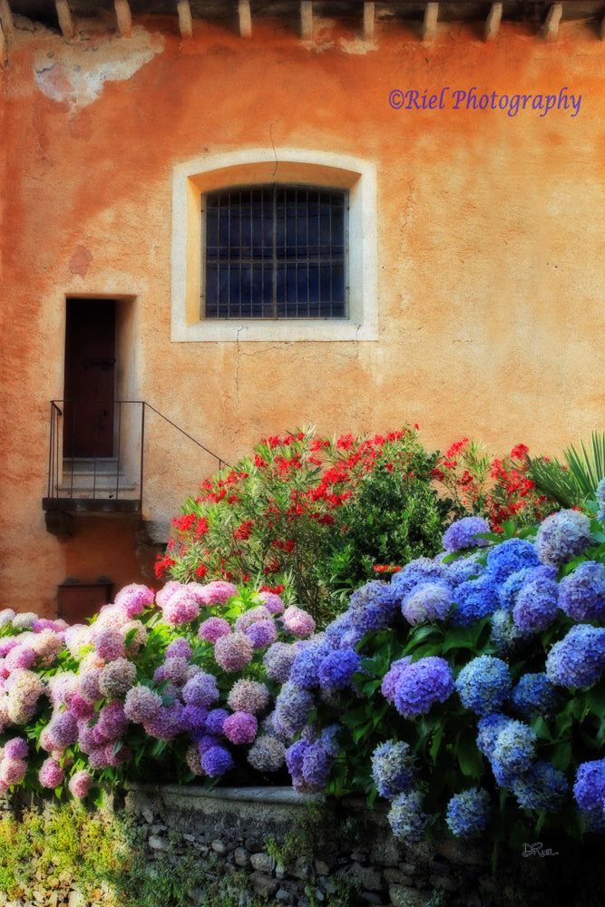 Hydrangeas, Italy 24X16 Canvas