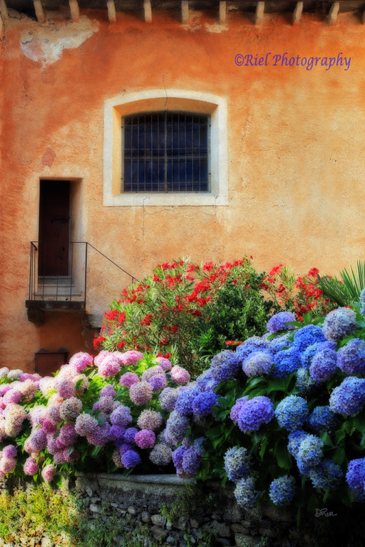 Hydrangeas, Italy 24X16 Canvas